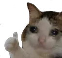 Sadcat2 sadcat2 Discord Emoji