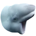 BelugaPog