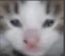 cri