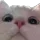 pisikmeow Discord Emoji