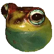 popFROG