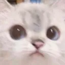 cat_what