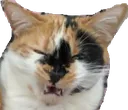 CatWhat