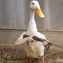 duck