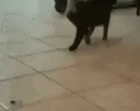 catvibe