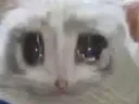 OFcry