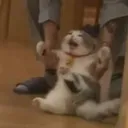 Kitty Tantrum Discord Emoji