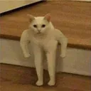 MaximumStrengthStronkthKitty Discord Emoji