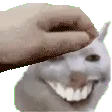 PetCat