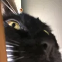 PeepyKitty Discord Emoji