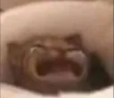 catcry catcry