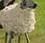 lesheep