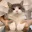 dancecat