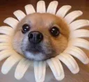 flowerpup