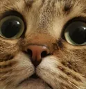 lestare