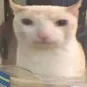 weirdcat