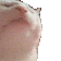 catjam Discord Emoji