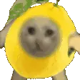 Lemoncatsplat