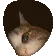 catPeek catPeek