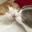 Kissahomie