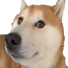 DogeWeird1 DogeWeird1