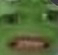 pepewtf Discord emoji