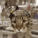 cat_dj Discord emoji