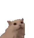 kittymeowHEART