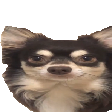 lobinhoStare Discord emoji
