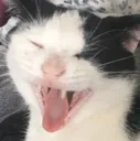 ari_aaaa