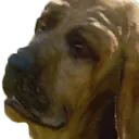 wtdog2