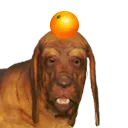zendog