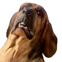 dogWt