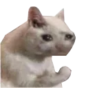 yeskitty Discord Emoji