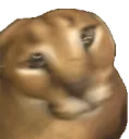 sh_xfloppa_shake sh_xfloppa_shake