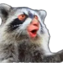 RaccoonPog