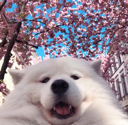 EN_springdoggo Discord emoji