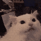 EN_catAH Discord emoji