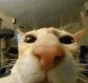 stare