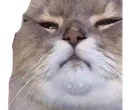 droolchonk