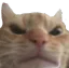 angrycat Discord Emoji