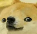 doge