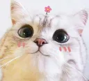 mstc_cat