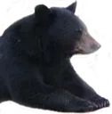 patientBAER