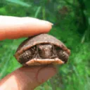Babyturtle