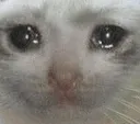 SadCat