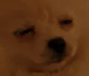 pooga pooga