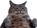 ChonkyCat Discord Emoji