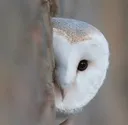 peek