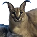 contentfloppa